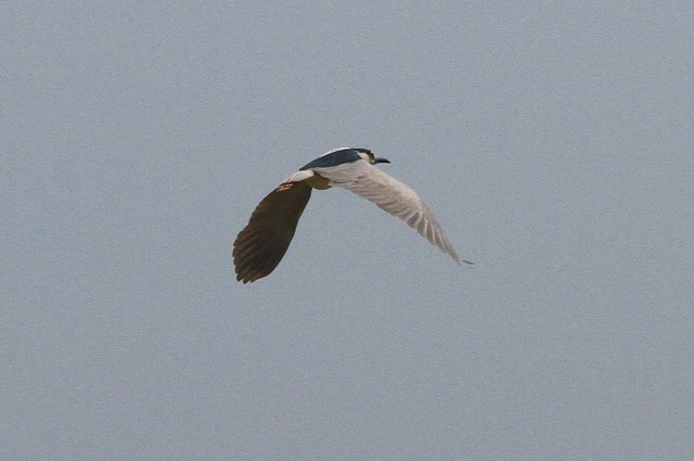 f:id:digibirds:20100608053223j:image