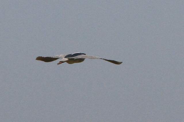 f:id:digibirds:20100608053317j:image