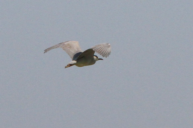 f:id:digibirds:20100608053416j:image