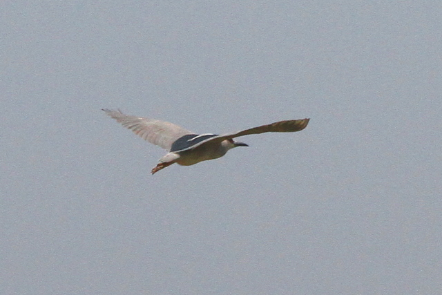 f:id:digibirds:20100608053512j:image