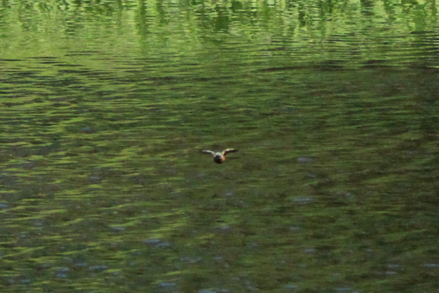 f:id:digibirds:20100608235159j:image f:id:digibirds:20100608235159j:image