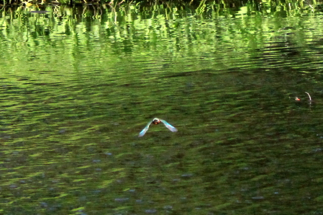 f:id:digibirds:20100608235200j:image f:id:digibirds:20100608235200j:image