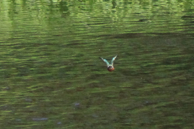 f:id:digibirds:20100608235201j:image f:id:digibirds:20100608235201j:image