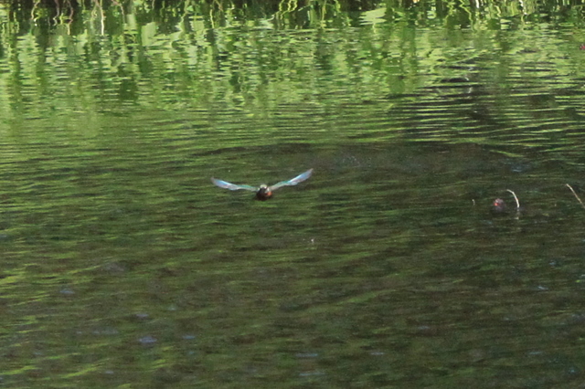 f:id:digibirds:20100608235202j:image f:id:digibirds:20100608235202j:image
