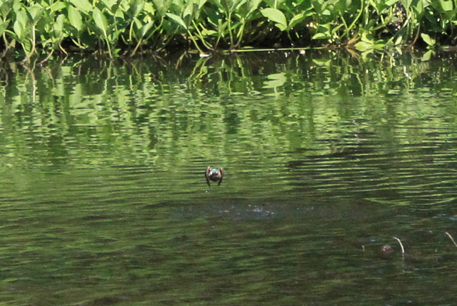 f:id:digibirds:20100608235203j:image f:id:digibirds:20100608235203j:image