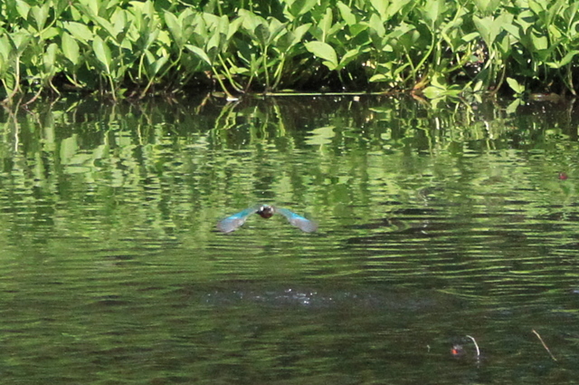 f:id:digibirds:20100608235204j:image f:id:digibirds:20100608235204j:image
