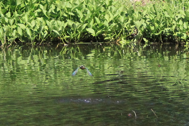 f:id:digibirds:20100608235205j:image f:id:digibirds:20100608235205j:image