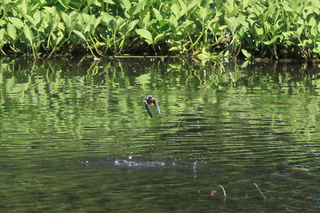 f:id:digibirds:20100608235206j:image f:id:digibirds:20100608235206j:image
