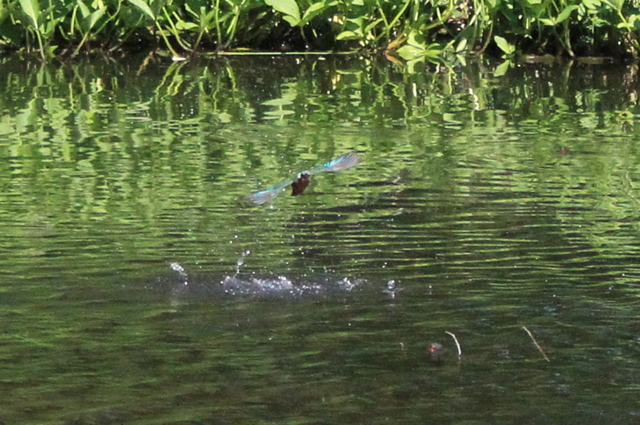 f:id:digibirds:20100608235207j:image f:id:digibirds:20100608235207j:image