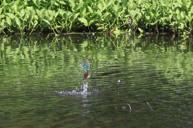 f:id:digibirds:20100608235208j:image f:id:digibirds:20100608235208j:image
