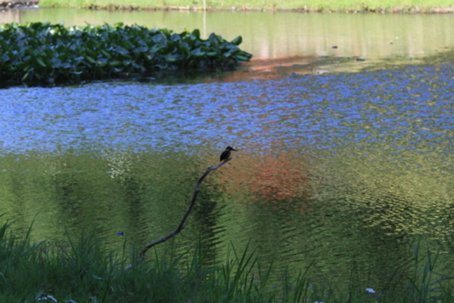 f:id:digibirds:20100608235307j:image f:id:digibirds:20100608235307j:image