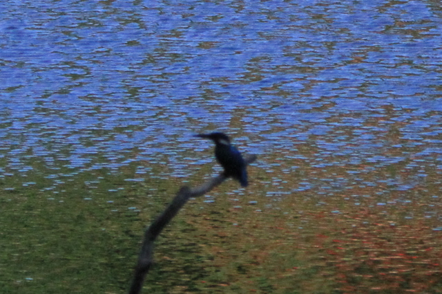f:id:digibirds:20100608235308j:image f:id:digibirds:20100608235308j:image