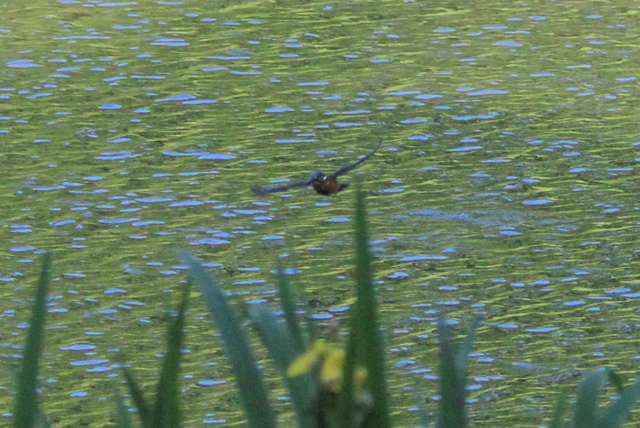 f:id:digibirds:20100608235313j:image f:id:digibirds:20100608235313j:image