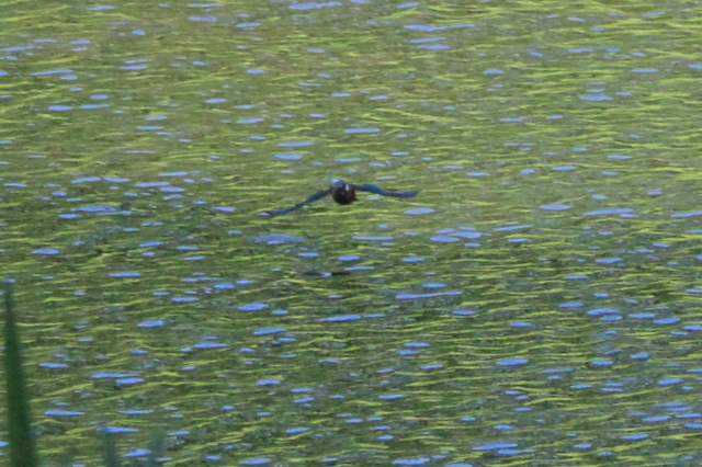 f:id:digibirds:20100608235314j:image f:id:digibirds:20100608235314j:image