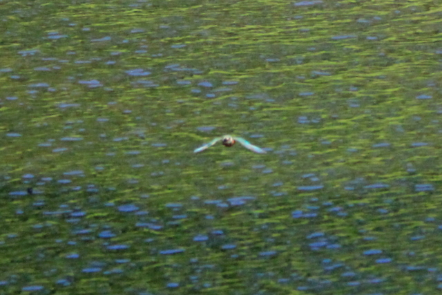 f:id:digibirds:20100608235315j:image f:id:digibirds:20100608235315j:image