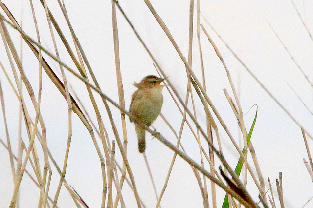 f:id:digibirds:20100609163702j:image