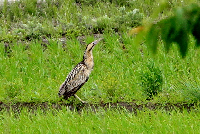 f:id:digibirds:20100609235308j:image