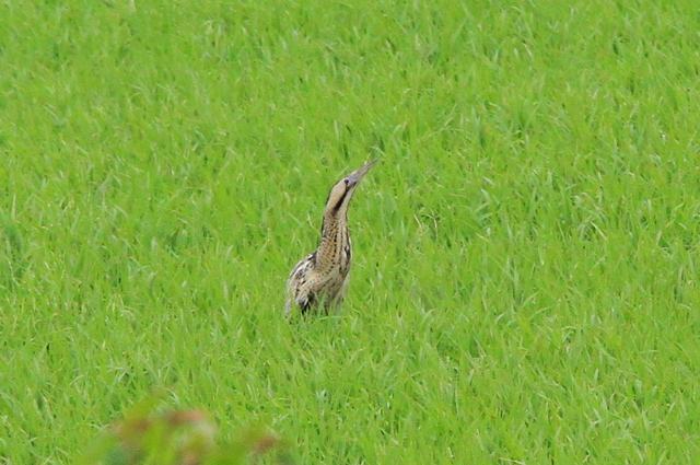 f:id:digibirds:20100609235309j:image