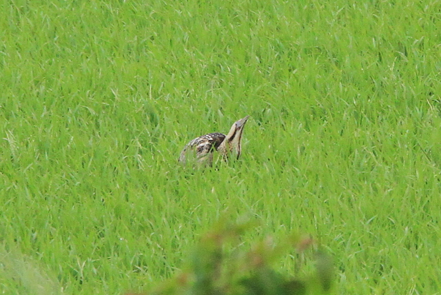 f:id:digibirds:20100609235310j:image