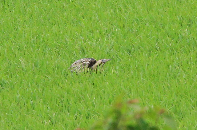 f:id:digibirds:20100609235315j:image