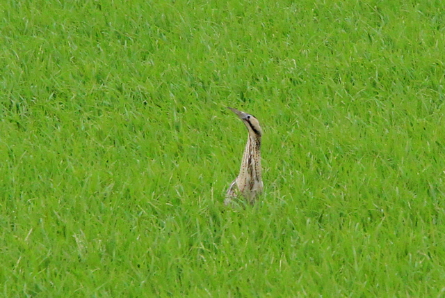f:id:digibirds:20100609235317j:image