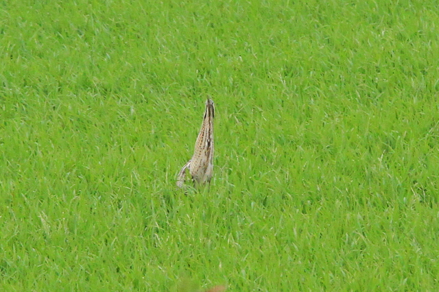 f:id:digibirds:20100609235318j:image
