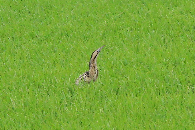 f:id:digibirds:20100609235319j:image