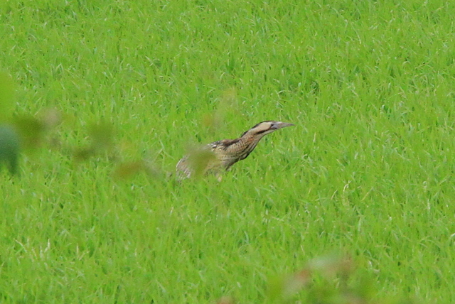 f:id:digibirds:20100609235320j:image