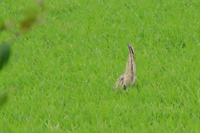 f:id:digibirds:20100609235321j:image