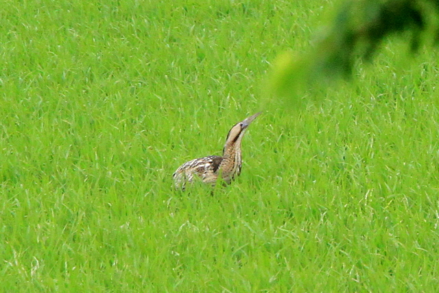 f:id:digibirds:20100609235322j:image