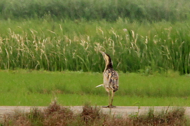 f:id:digibirds:20100609235527j:image