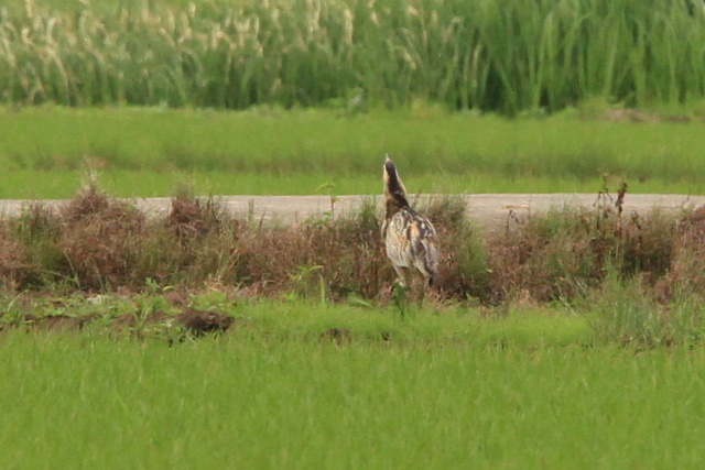 f:id:digibirds:20100609235528j:image