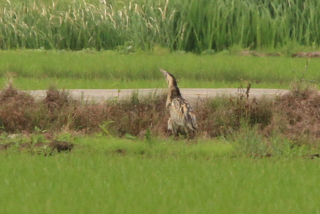 f:id:digibirds:20100609235529j:image