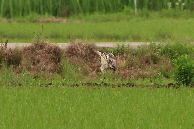 f:id:digibirds:20100609235530j:image