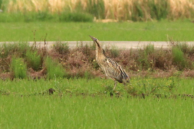 f:id:digibirds:20100609235531j:image