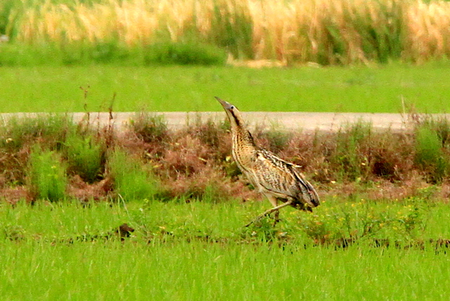 f:id:digibirds:20100609235532j:image