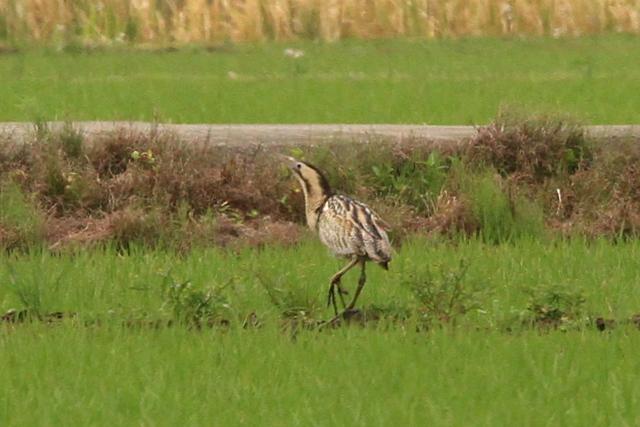 f:id:digibirds:20100609235533j:image