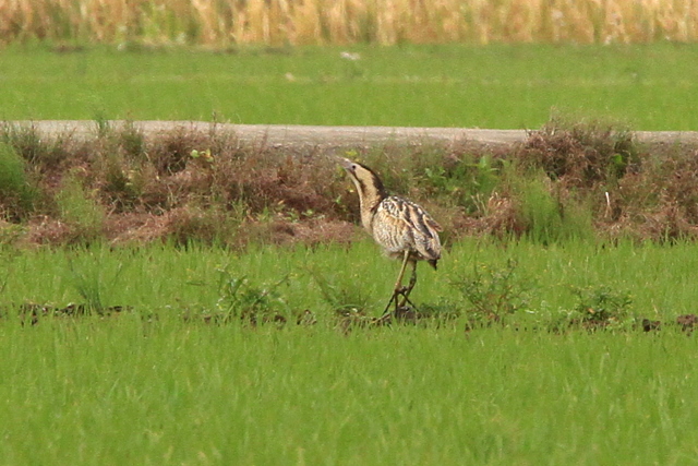 f:id:digibirds:20100609235534j:image