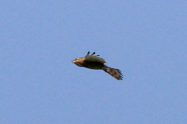 f:id:digibirds:20100611000110j:image