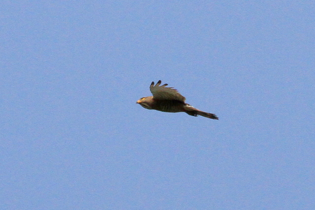 f:id:digibirds:20100611000111j:image