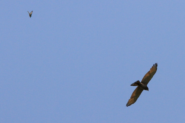 f:id:digibirds:20100611000114j:image