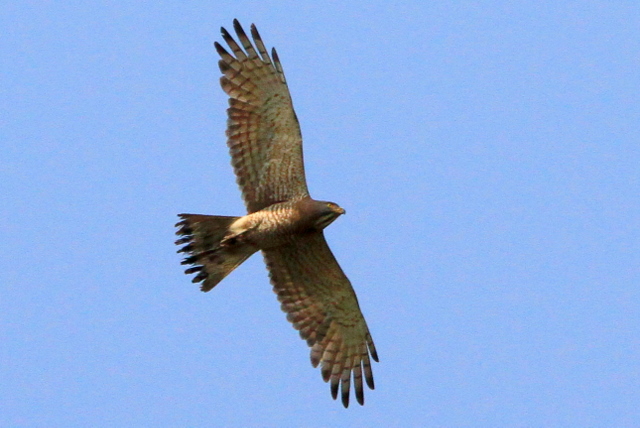 f:id:digibirds:20100611000116j:image