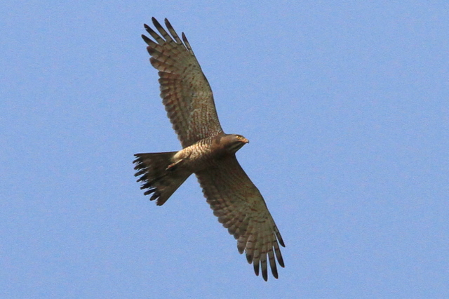 f:id:digibirds:20100611000117j:image