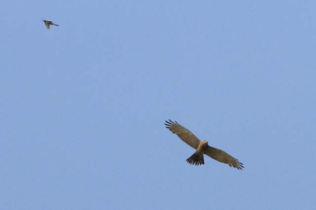 f:id:digibirds:20100611000118j:image