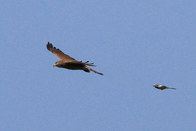 f:id:digibirds:20100611000120j:image