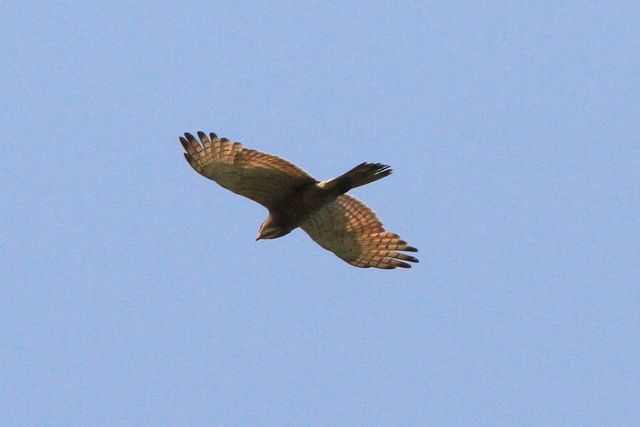 f:id:digibirds:20100611000143j:image