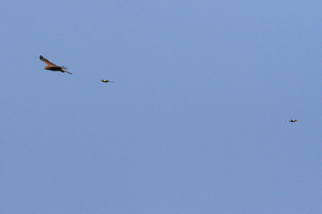 f:id:digibirds:20100611000723j:image