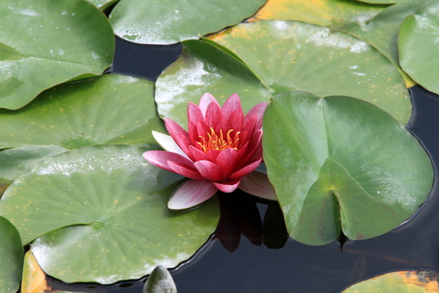 f:id:digibirds:20100613001000j:image