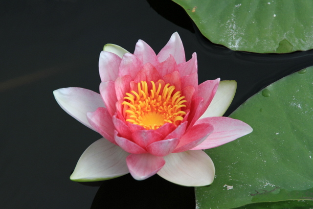 f:id:digibirds:20100613001002j:image