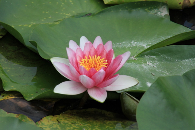 f:id:digibirds:20100613001003j:image